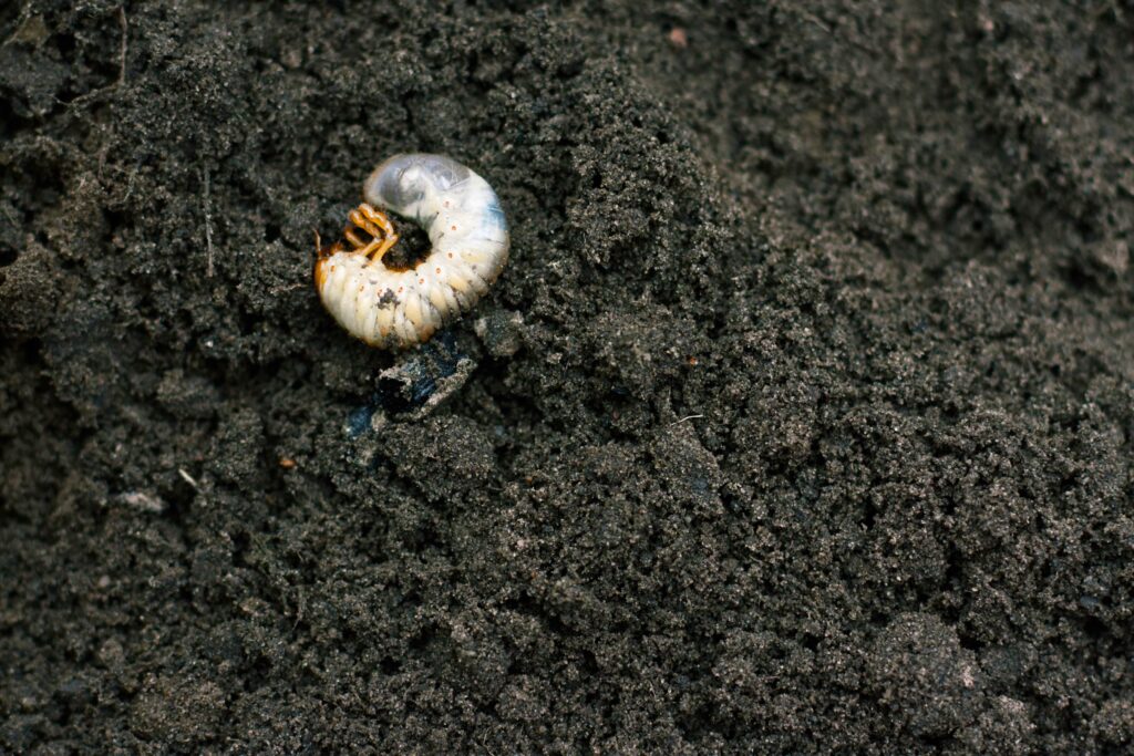 Lawn grub in black topsoil