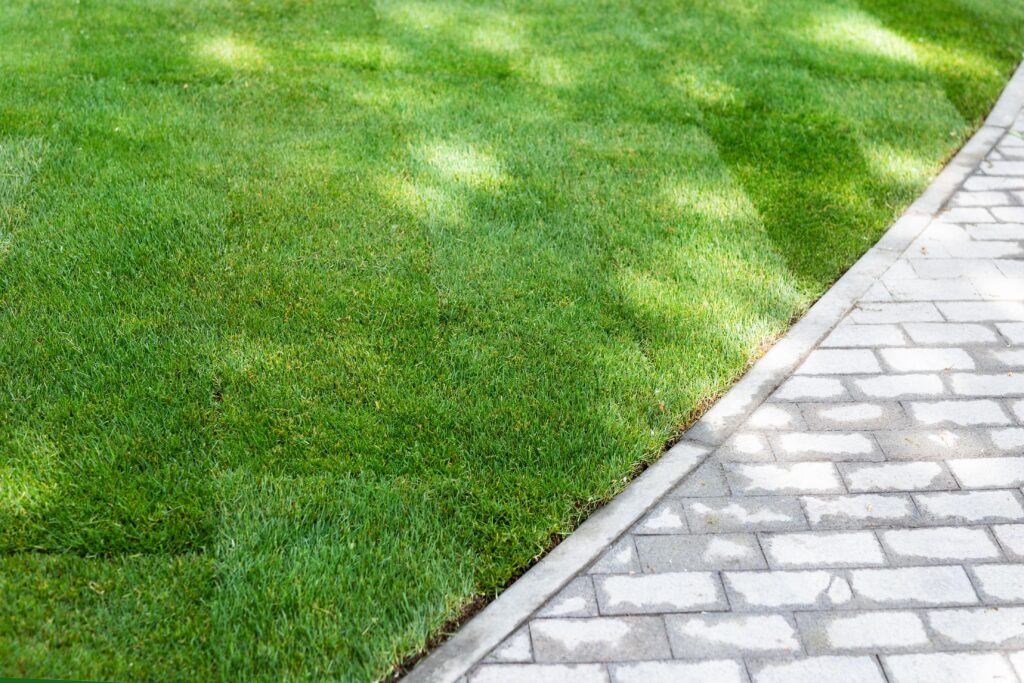 New sod squares along a paver stone driveway.