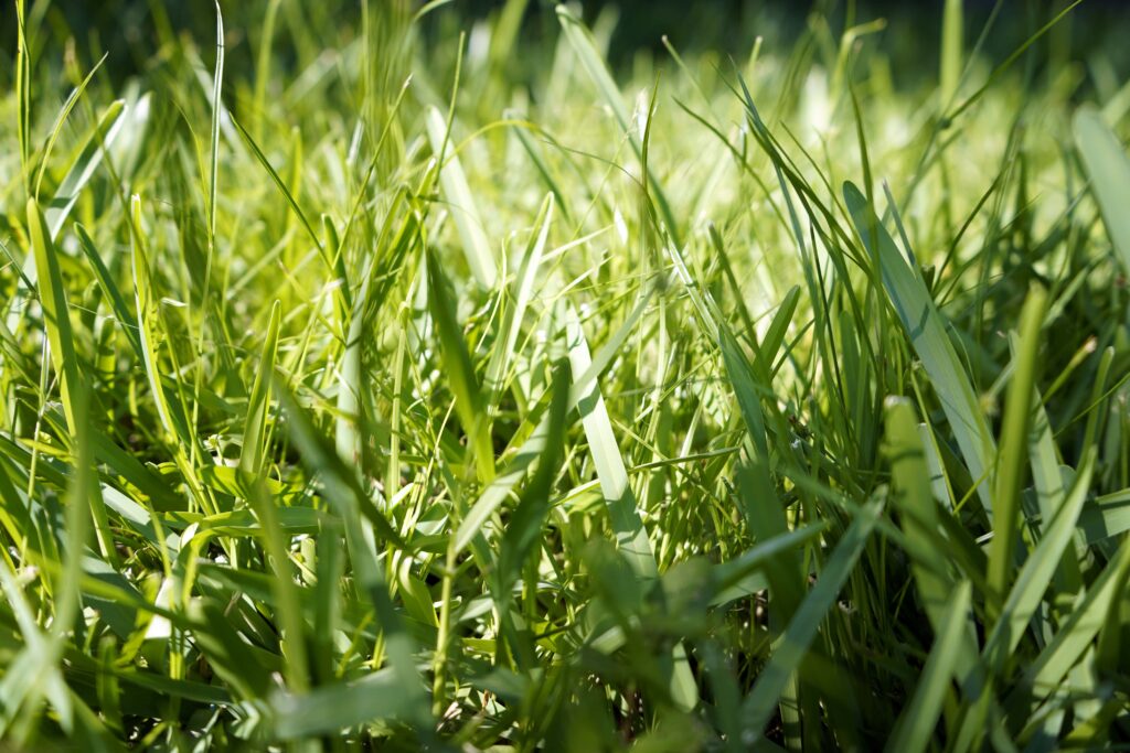 Thick, green blades of warm season turf grass, with sun shining from behind