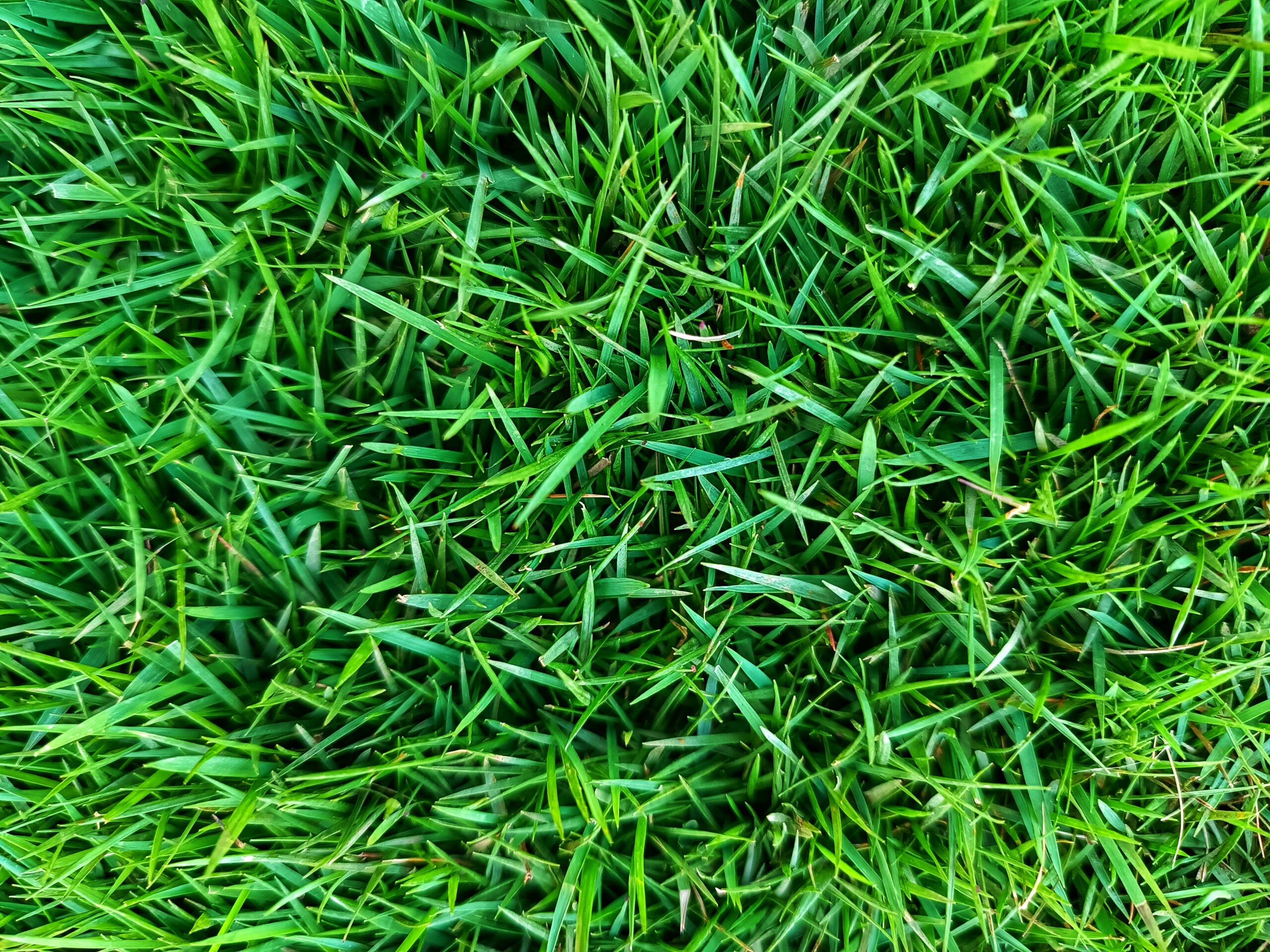 Zoysia Grass