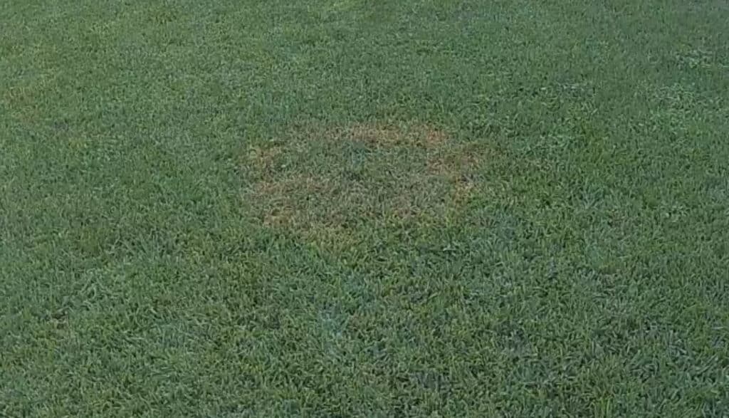 Brown patch disease in St. Augustine lawn in South Florida.