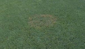 Brown patch disease in St. Augustine lawn in South Florida.