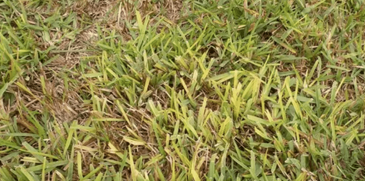 Mosaic Lawn Disease South Florida