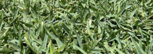 CitraBlue St. Augustine Sod