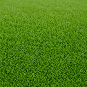 Zoysia Sod